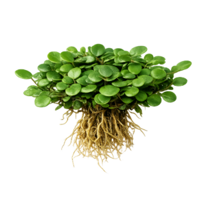 Five Potted Plants Green Penny Fern Plant Lemmaphyllum Microphyllum