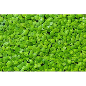 Five Potted Plants Common Duckweed Plant Lemna Minor
