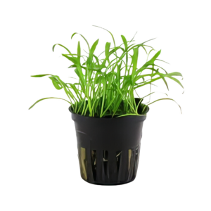 Five Potted Plants Brazilian Micro Sword Plant Lilaeopsis Brasiliensis