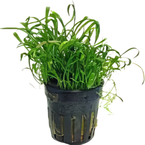 Five Potted Plants New Zealand Grass Plant Lilaeopsis Novae Zelandiae