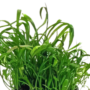 Five Potted Plants New Zealand Micro Sword Plant Lilaeopsis Novae Zelandiae