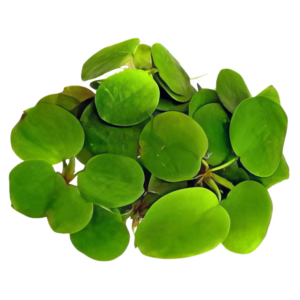 Five Potted Plants Amazon Frogbit Plant Limnobium Laevigatum