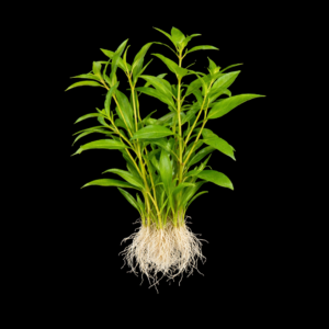 Five Bunched Plants Aromatic Limnophila Plant Limnophila Aromatica