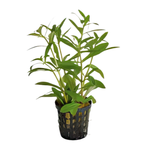 Five Potted Plants Aromatic Limnophila Plant Limnophila Aromatica