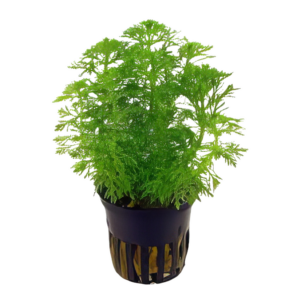 Five Potted Plants Asian Ambulia Plant Limnophila Sessiliflora