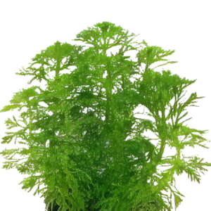 Five Bunched Plants Asian Ambulia Plant Limnophila Sessiliflora