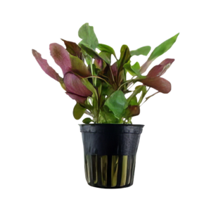 Five Potted Plants Cardinal Plant Altermanthera Splendida Telanthera Cardinalis