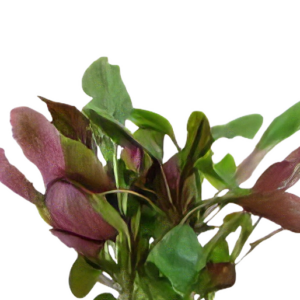 Five Potted Plants Cardinal Plant Lobelia Cardinalis