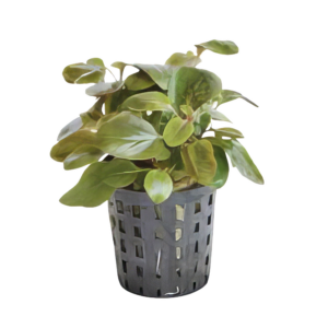 Five Potted Plants Dwarf Cardinal Plant Lobelia Cardinalis