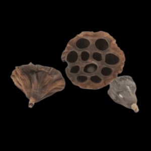 Lotus Pods x 3