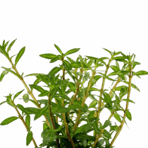 Five Potted Plants Needle Leaf Ludwigia Plant Ludwigia Arcuata