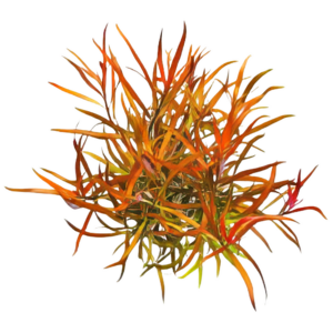 Five Potted Plants Narrow Leaf Ludwigia Plant Ludwigia Brevipes