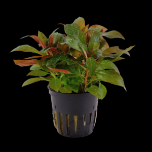 Five Potted Plants Cylindric Fruit Primrose Willow Plant Ludwigia Glandulosa