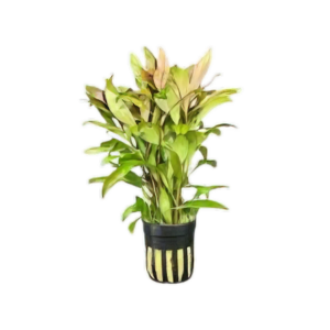 Five Potted Plants Torando Ludwigia Plant Ludwigia Inclinata