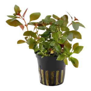 Five Potted Plants Creeping Ludwigia Plant Ludwigia Repens
