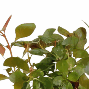 Five Bunched Plants Submersed Creeping Ludwigia Plant Ludwigia Repens