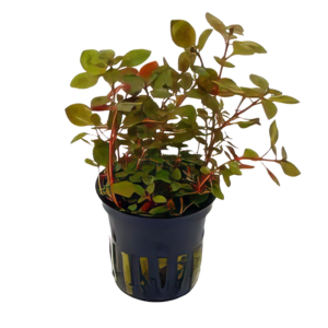 Five Potted Plants Super Red Ludwigia Plant Ludwigia Repens