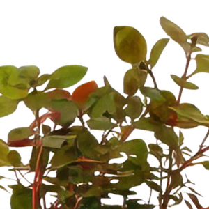 Five Bunched Plants Super Red Ludwigia Plant Ludwigia Repens