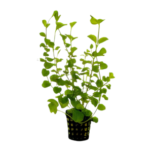 Five Potted Plants Creeping Jenny Plant Lysimachia Nummularia