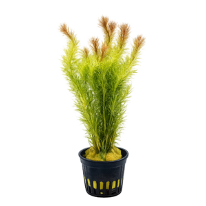 Five Potted Plants Red Needle Herb Plant Mayaca Sellowiniana