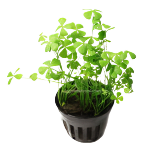 Five Potted Plants Four Leaf Clover Plant Marsilea Crenata