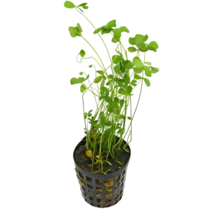 Five Potted Plants Dwarf Four Leaf Clover Plant Marsilea Hirsuta