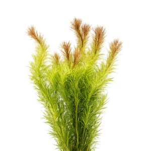 Five Bunched Plants Red Needle Herb Plant Mayaca Sellowiniana