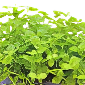 Five Potted Plants Monte Carlo Plant Micranthemum Monte Carlo