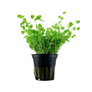 Five Potted Plants Baby Tears Plant Micranthemum Umbrosum