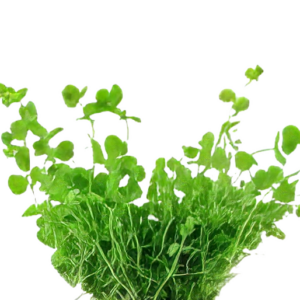 Five Bunched Plants Baby Tears Plant Micranthemum Umbrosum