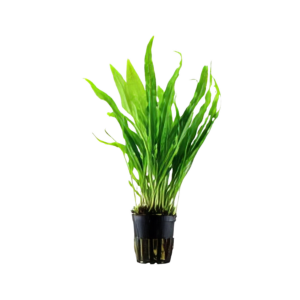 Five Potted Plants Narrow Leaf Java Fern Plant Microsorium Pteropus