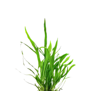 Five Potted Plants Mini Java Fern Plant Microsorium Pteropus