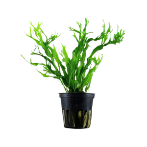 Five Potted Plants Windelov Java Fern Plant Microsorium Windelov