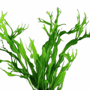 Five Bunched Plants Windelov Java Fern Plant Microsorium Windelov