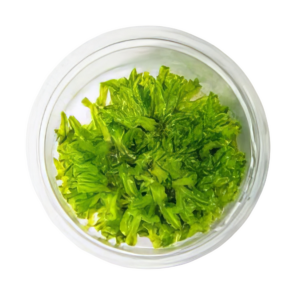 Five Portions of Plants Pelia Moss Plant Monoselenium Tennerum