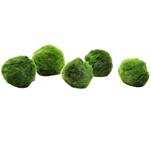 Five Portions of Plants Marimo Moss Ball Plant Cladophora Aegagrophila 3cm