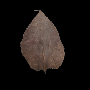 Mulberry Leaves x 10