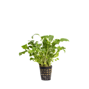 Five Potted Plants Lake Water Cress Plant Neobeckia Aquatica