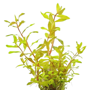 Five Potted Plants Golden Nesaea Plant Nesaea Pedicellata