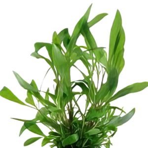 Five Bunched Plants Giant Hygro Plant Nomaphila Siamensis