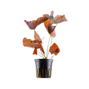 Five Potted Plants Red Tiger Lotus Bulb Plant Nymphea Rubra