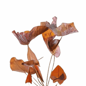 Five Bunched Plants Red Tiger Lotus Bulb Plant Nymphea Rubra