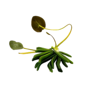 Five Potted Plants Banana Plant Nymphoides Aquatica