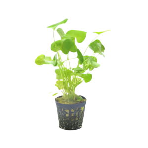 Five Potted Plants Taiwan Lotus Plant Nymphoides sp. Taiwan