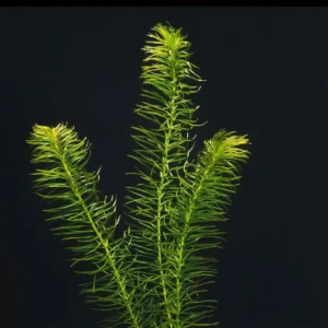 Five Potted Plants Oxygenator Plant Egeria Najas