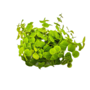 Five Portions of Plants Floating Red Root Plant Phyllanthus Fluitans