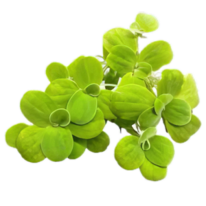 Five Portions of Plants Floating Water Lettuce Plant Pistia Stratiotes