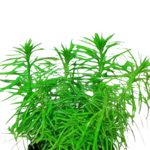 Five Potted Plants Scarlet Temple Plant Pogostemon Erectus