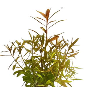 Five Potted Plants Mermaid Weed Plant Proserpinaca Palustris