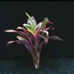 Five Potted Plants Red Dracena Plant Dracena Species